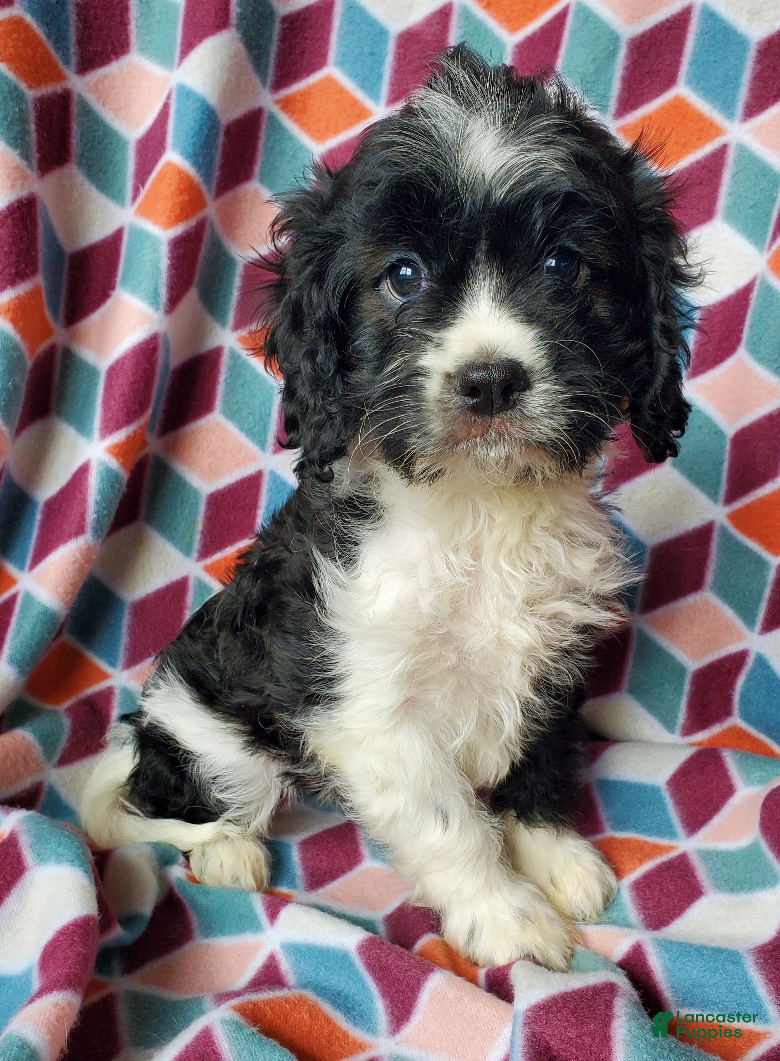 Cavapoo dogs Dutton - Ad 1