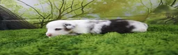 Miniature Australian Shepherd dogs for sale: Freedom - Ad 4