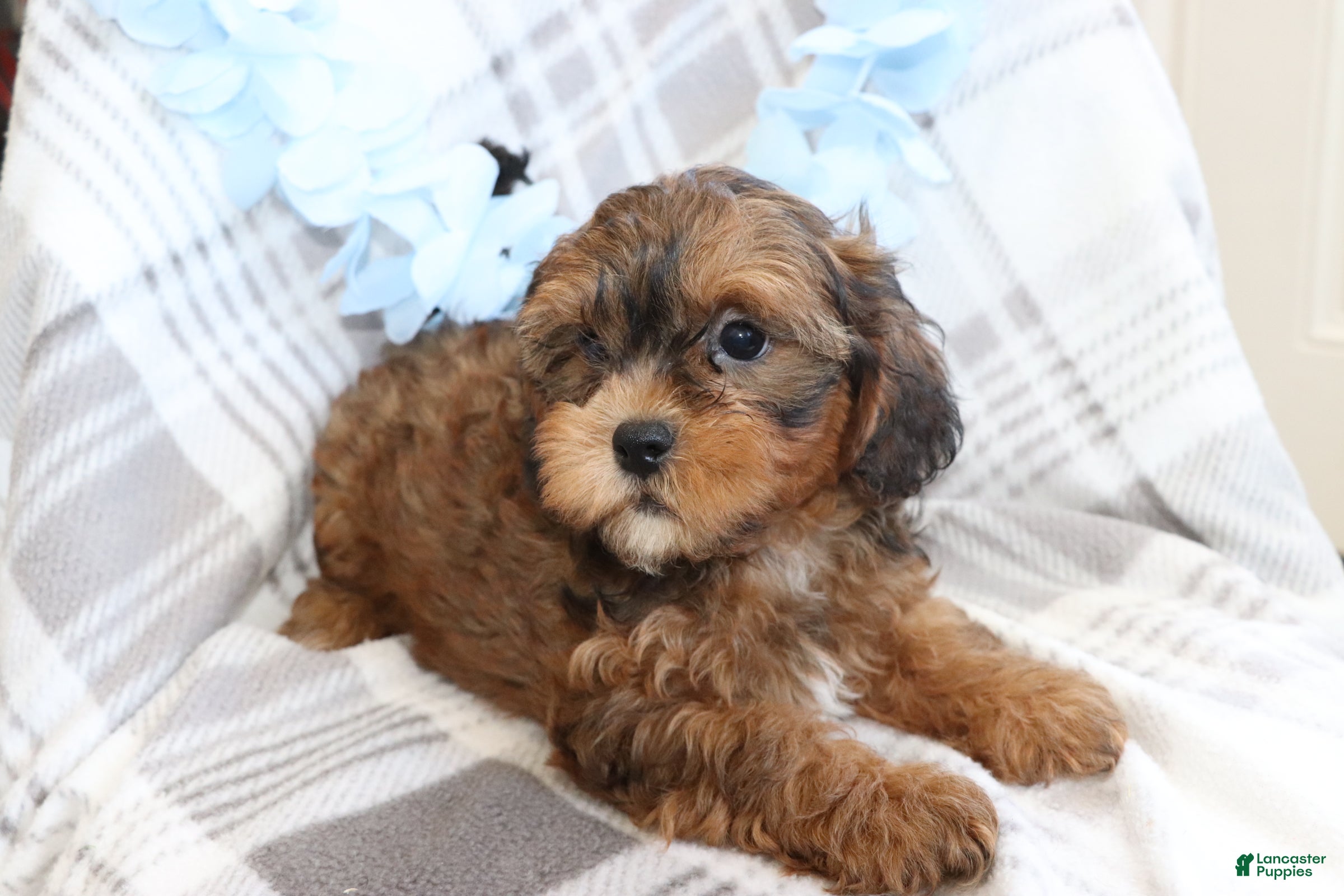 Shih Tzu dogs Wiggles  - Ad 2