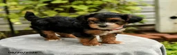 Yorkiepoo dogs for sale: Portia - Ad 4