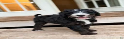 Mini Bernedoodle dogs for sale: Pepperjack - Ad 2