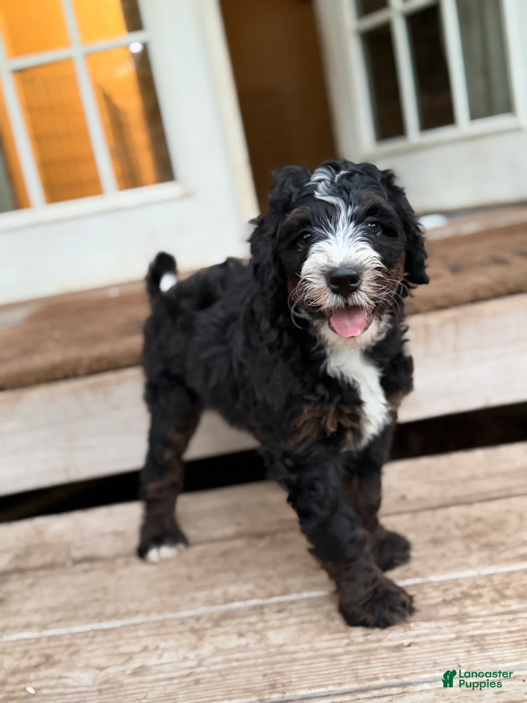 Mini Bernedoodle dogs for sale: Pepperjack - Ad 2