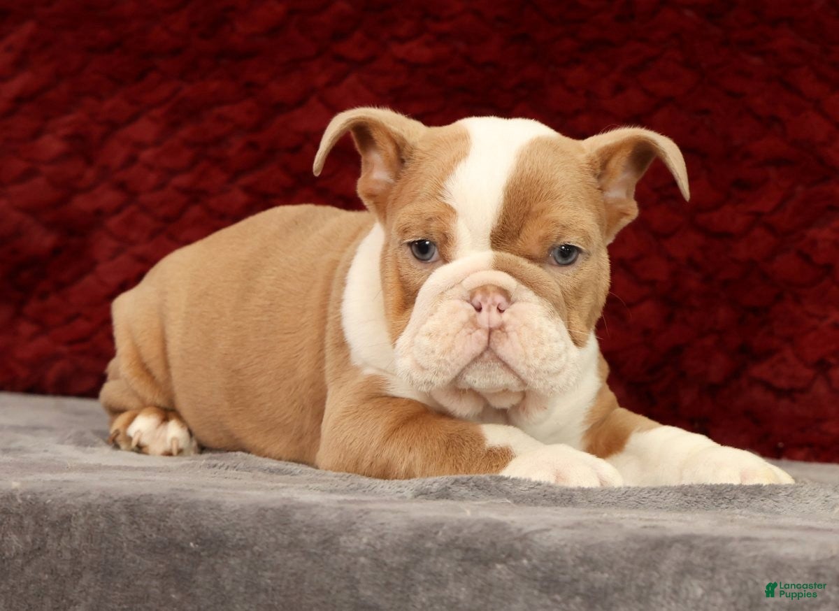 English Bulldog dogs for sale: English Bulldog Puppy 2 - Ad 3