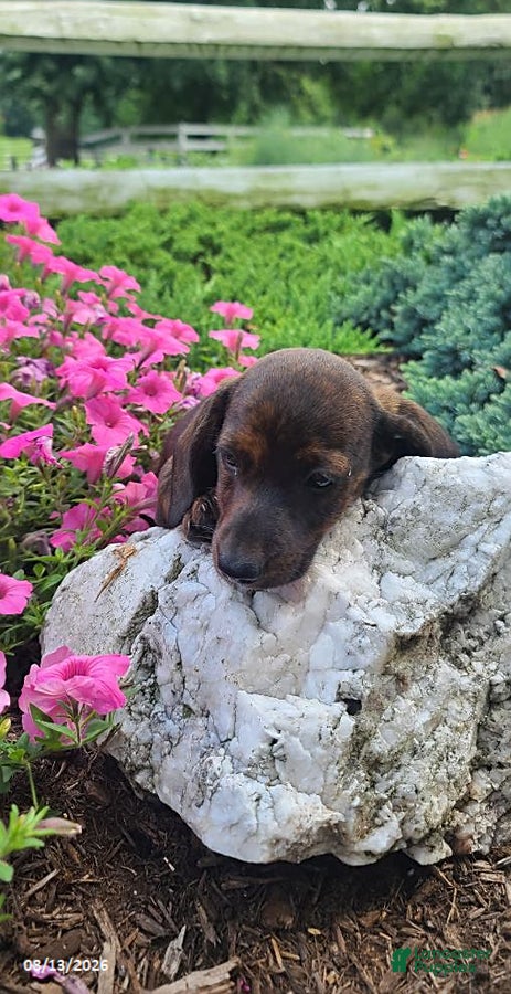Miniature Dachshund dogs Dustin - Ad 2