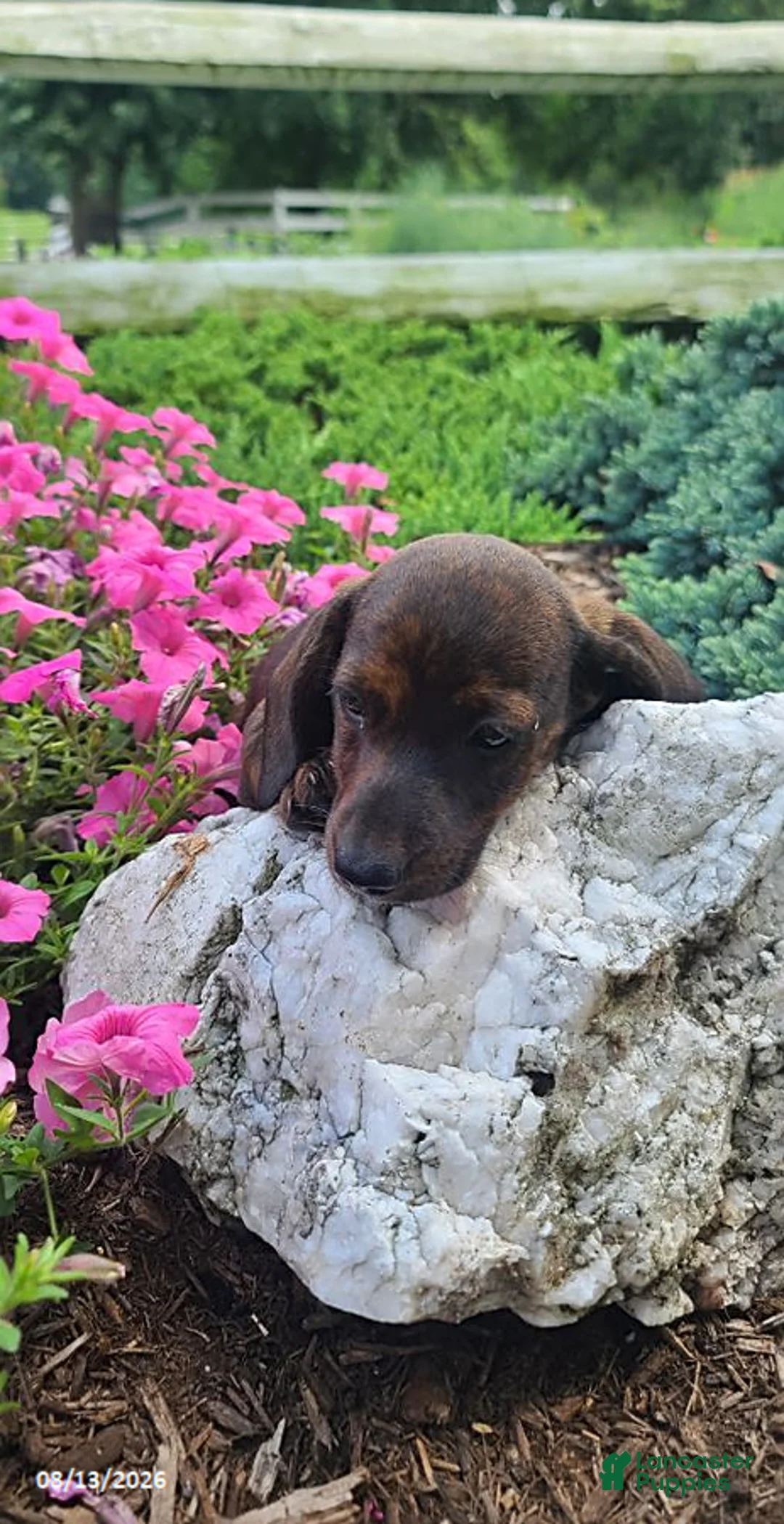 Miniature Dachshund dogs for sale: Dustin - Ad 2