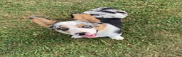 Welsh Corgi Pembroke dogs for sale: Nash - Ad 5