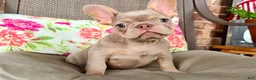 French Bulldog dogs for sale: BUCK  - Ad 8