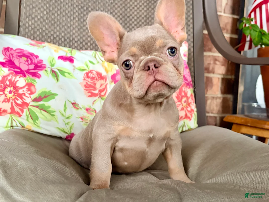 French Bulldog dogs for sale: BUCK  - Ad 8