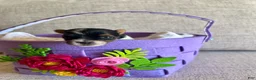 Biewer Terrier dogs for sale: Biewer Terrier Puppy 2 - Ad 9