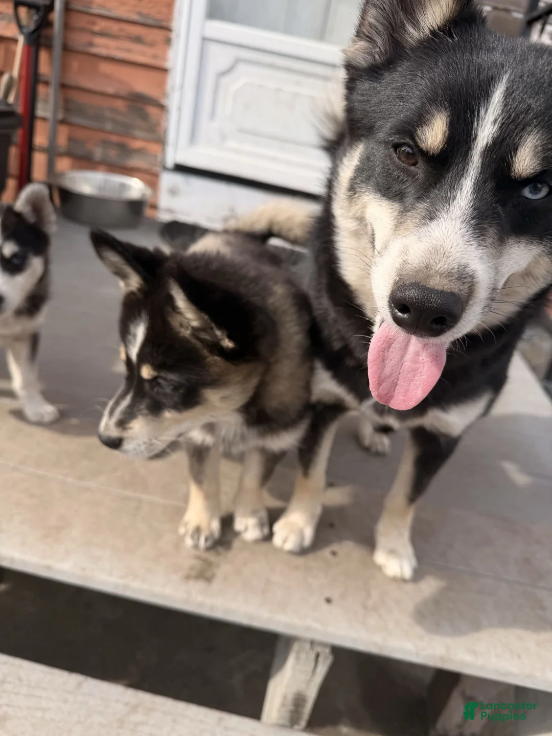 Pomsky dogs for sale: Boot - Ad 2