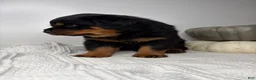 Rottweiler dogs for sale: Chase - Ad 6