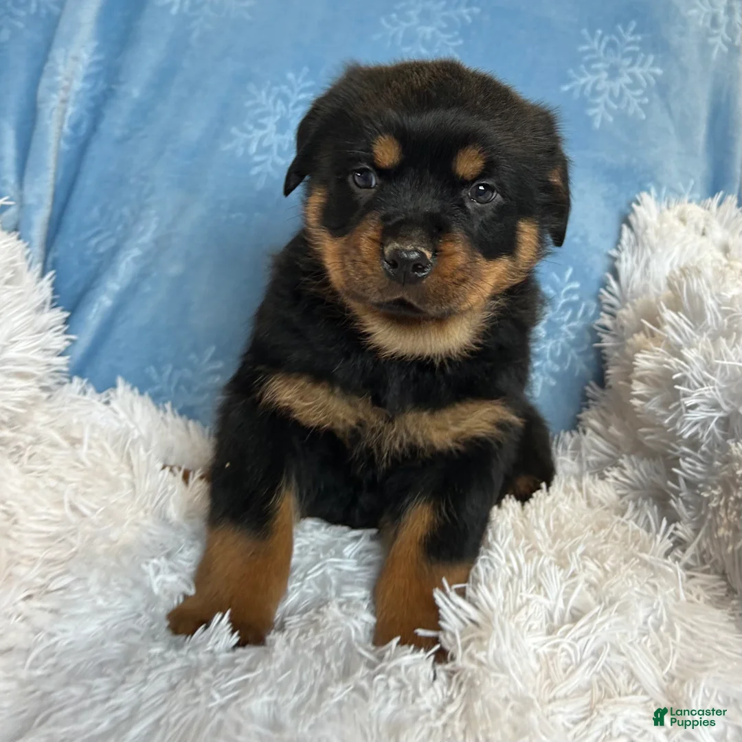 Rottweiler dogs for sale: Chase - Ad 2