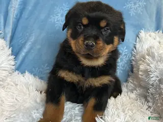 Rottweiler dogs Chase - Ad 3