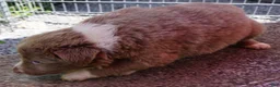 Border Collie dogs for sale: Cherie - Ad 5