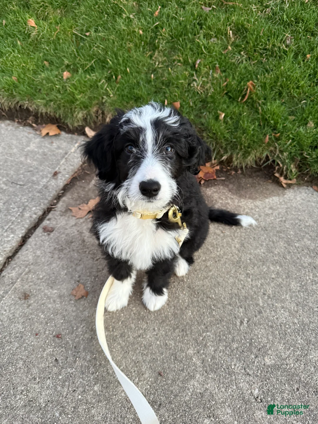 Mixed Breed dogs for sale: Mixed Breed Puppy 1 - Ad 2