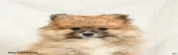 Pomeranian dogs for sale: Dandy - Ad 3