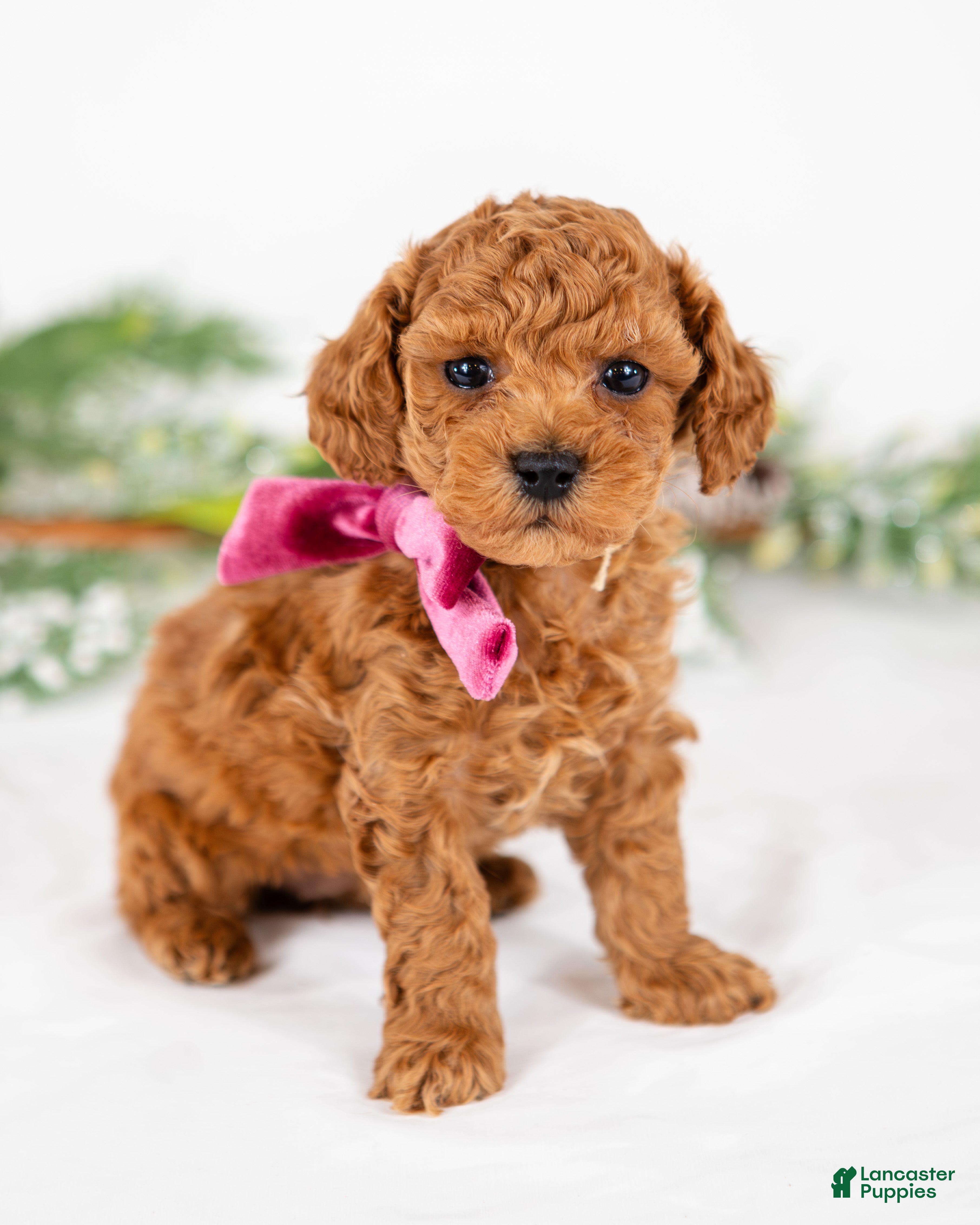 Mini Goldendoodle dogs Posy - Ad 10