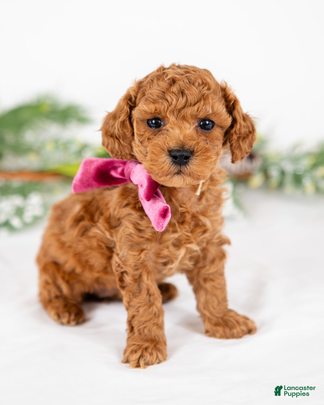 Mini Goldendoodle dogs for sale: Posy - Ad 1