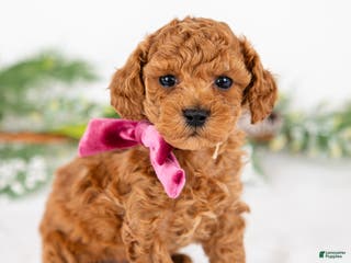 Mini Goldendoodle dogs Posy - Ad 8