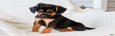 Arlo Beagle Mix Puppy