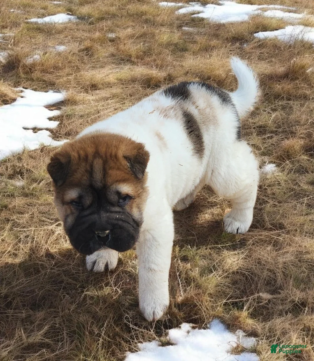 Shar Pei dogs for sale: Marble mini sable flower  - Ad 11