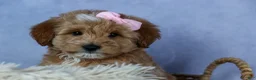 Mini Goldendoodle dogs for sale: 🐾 Meet Nixie – F2B Mini Goldendoodle Puppy 🐾 - Ad 17
