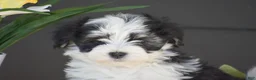 Havanese dogs for sale: Kasper - Ad 4