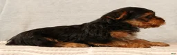 Yorkshire Terrier dogs for sale: Hank - Ad 4