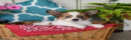 Papillon dogs for sale: Scout - Ad 12