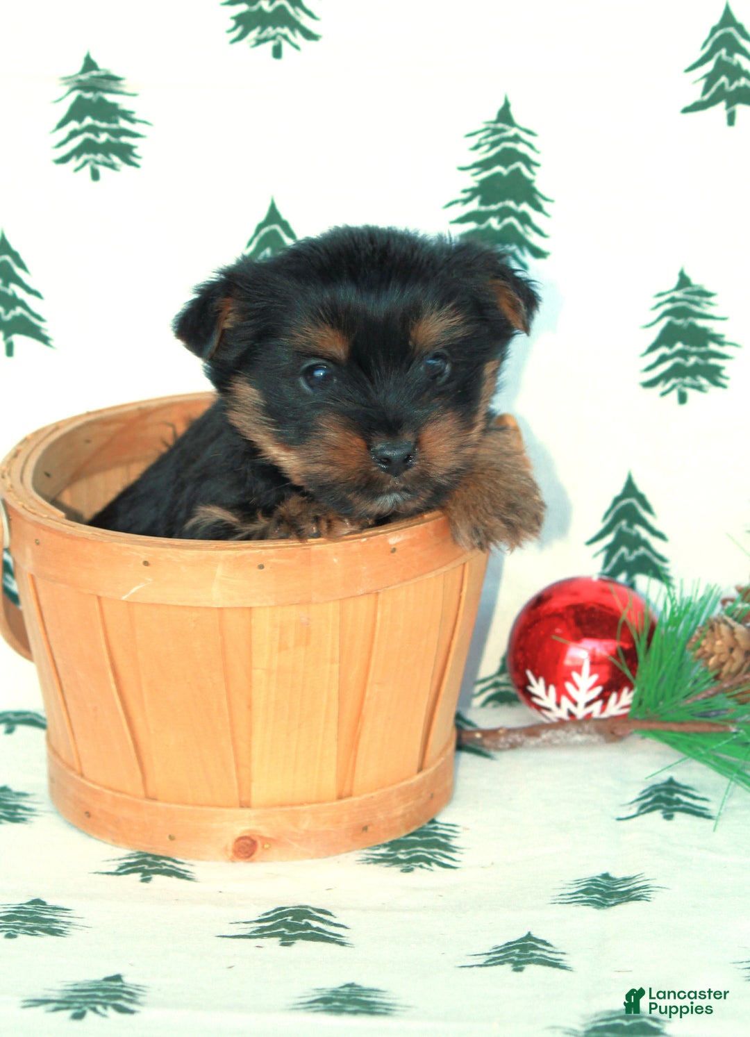 Yorkshire Terrier dogs for sale: Tristan - Ad 3