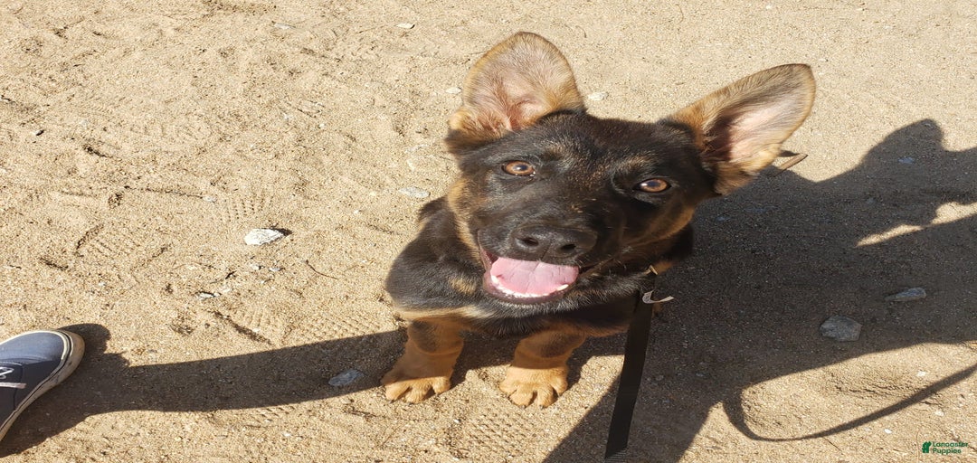 Gallery Image {{count}}