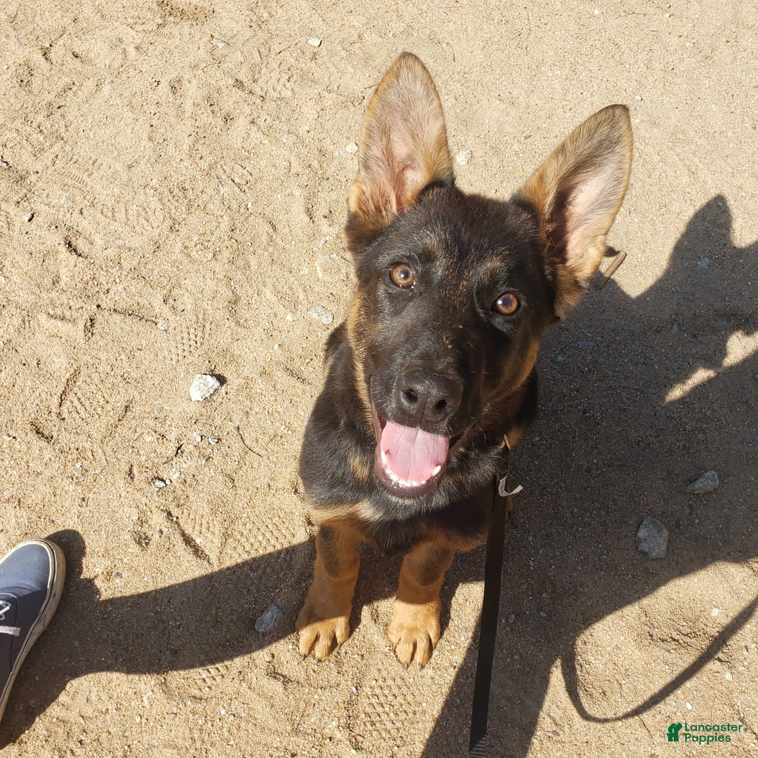 Gallery Image {{count}}