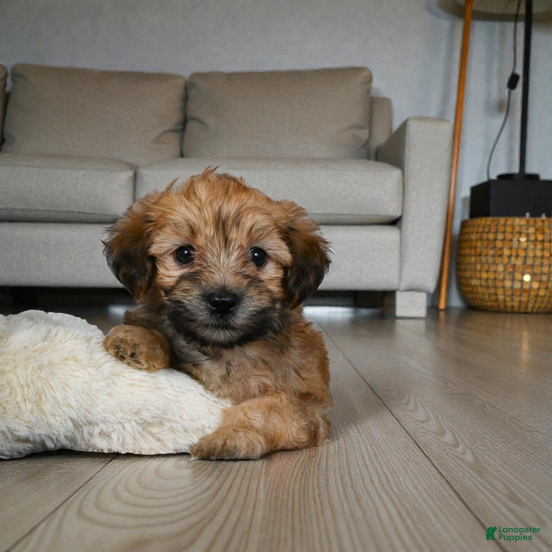 Morkie dogs for sale: BENTLEY - Ad 9