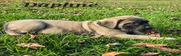 English Mastiff dogs for sale: Daphne  - Ad 2