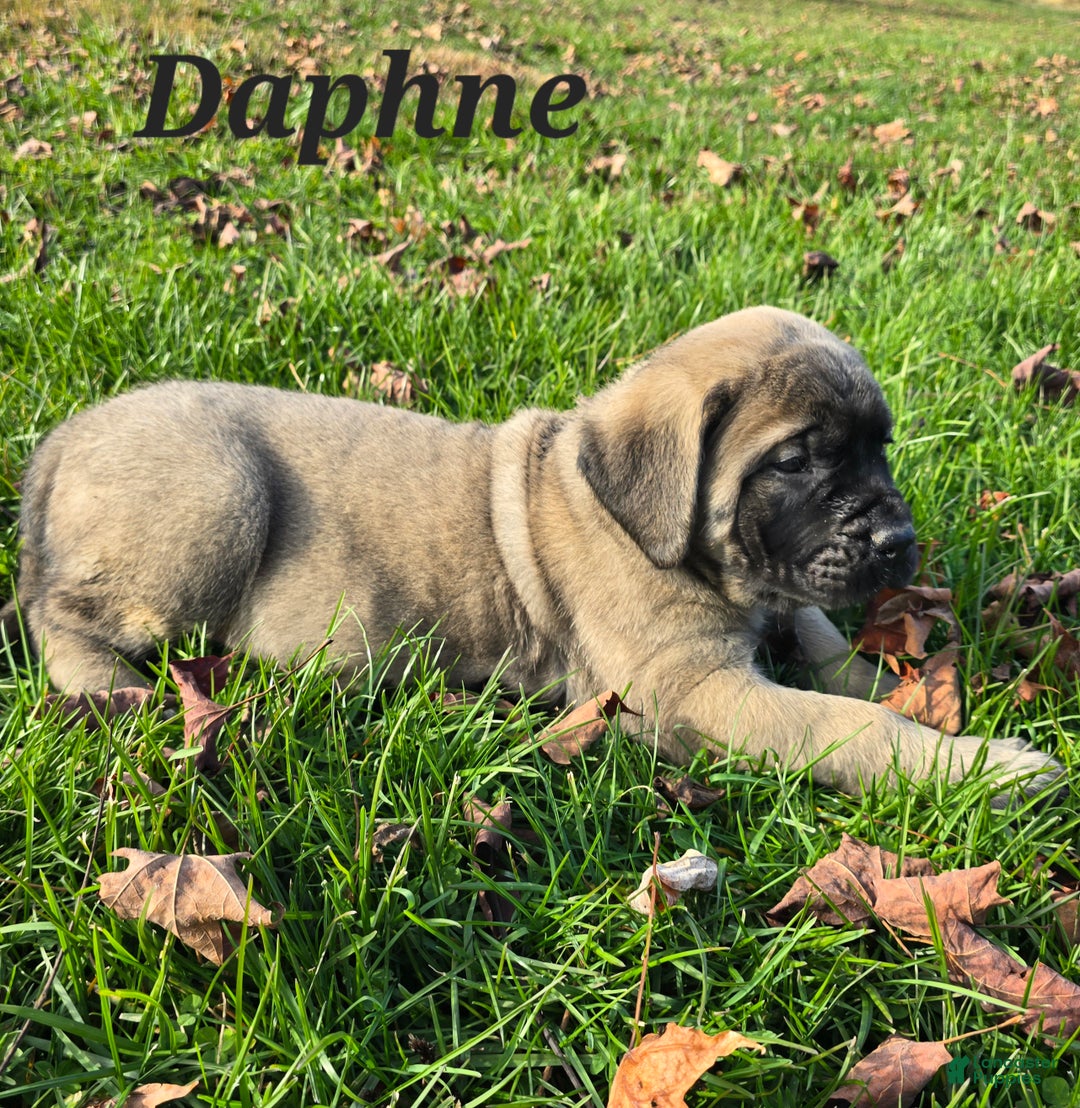 English Mastiff dogs for sale: Daphne  - Ad 2