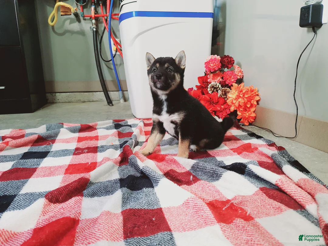 Shiba Inu dogs for sale: Buddy  - Ad 3