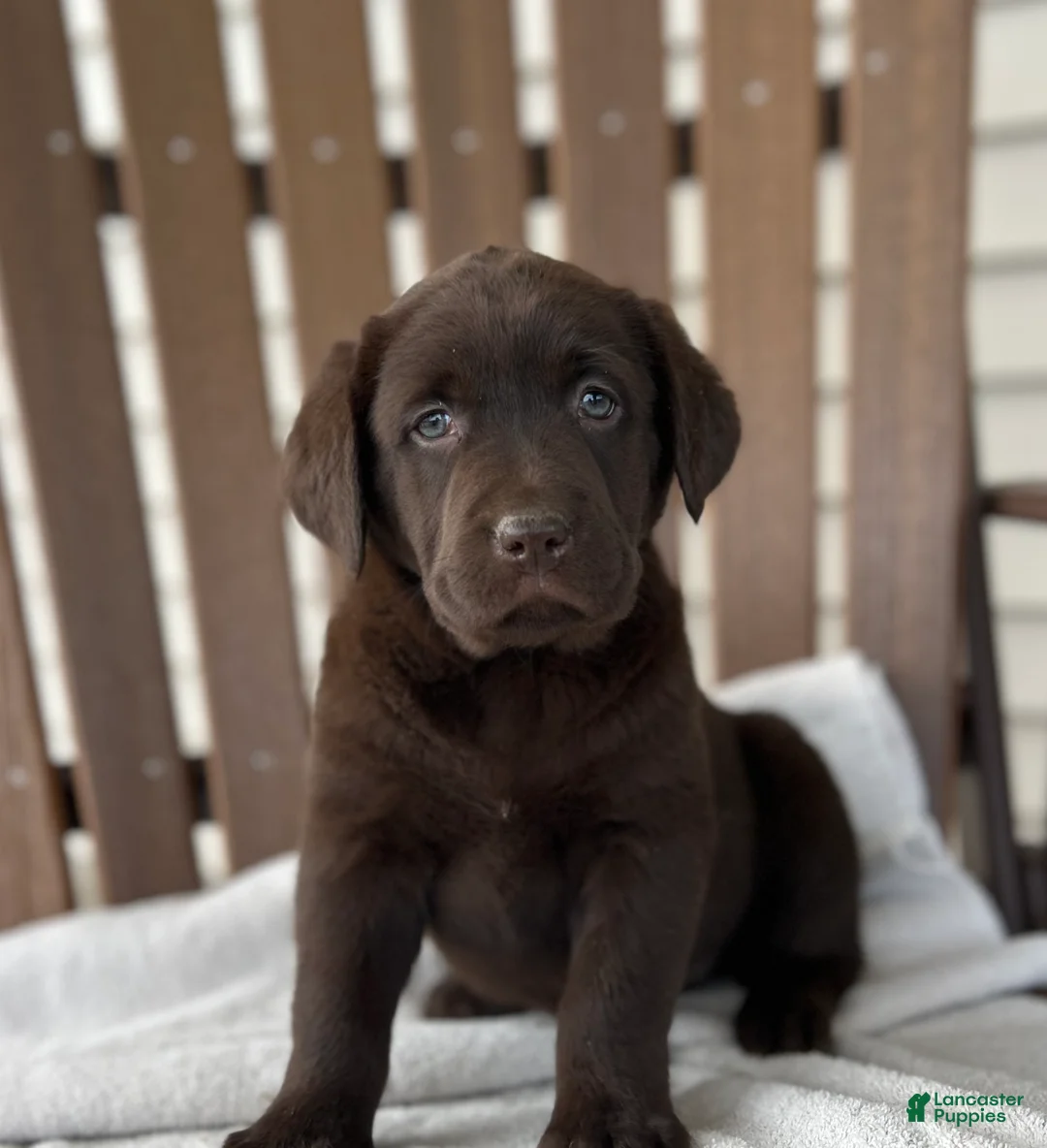 Labrador Retriever dogs for sale: Teddy - Ad 5