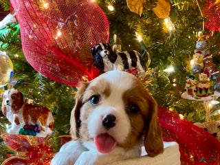 Cavalier King Charles Spaniel dogs Ralphie - Ad 33