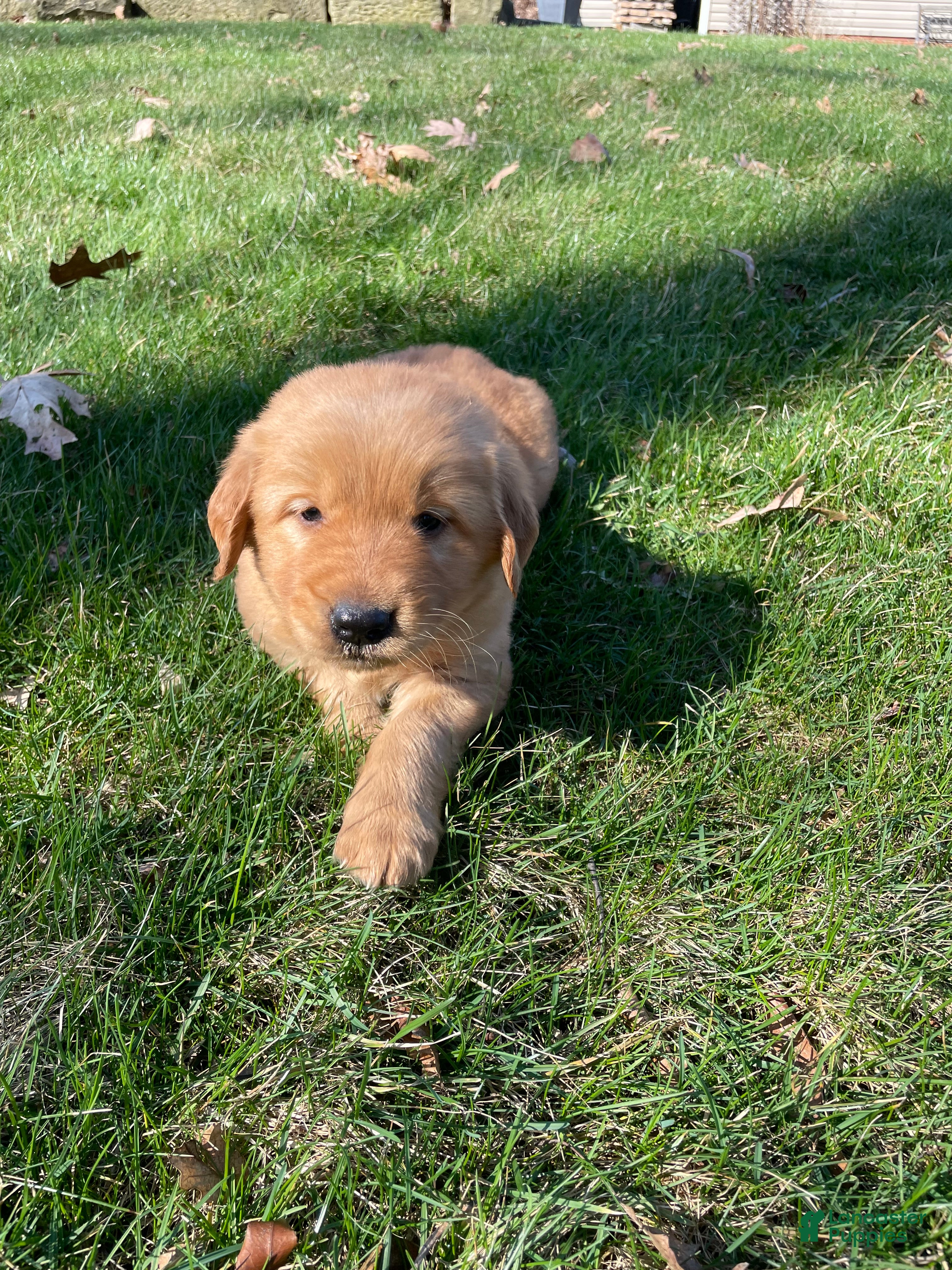 Golden Retriever dogs Cooper - Ad 1
