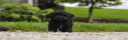 Cavapoo dogs for sale: Odin - Ad 7