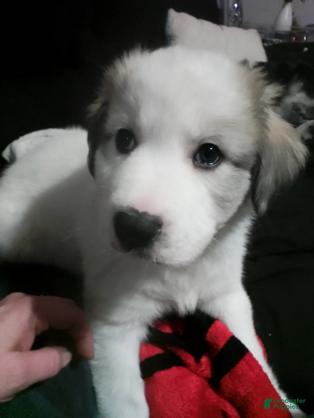 Mixed Breed dogs for sale: Mixed Breed Puppy 1 - Ad 19