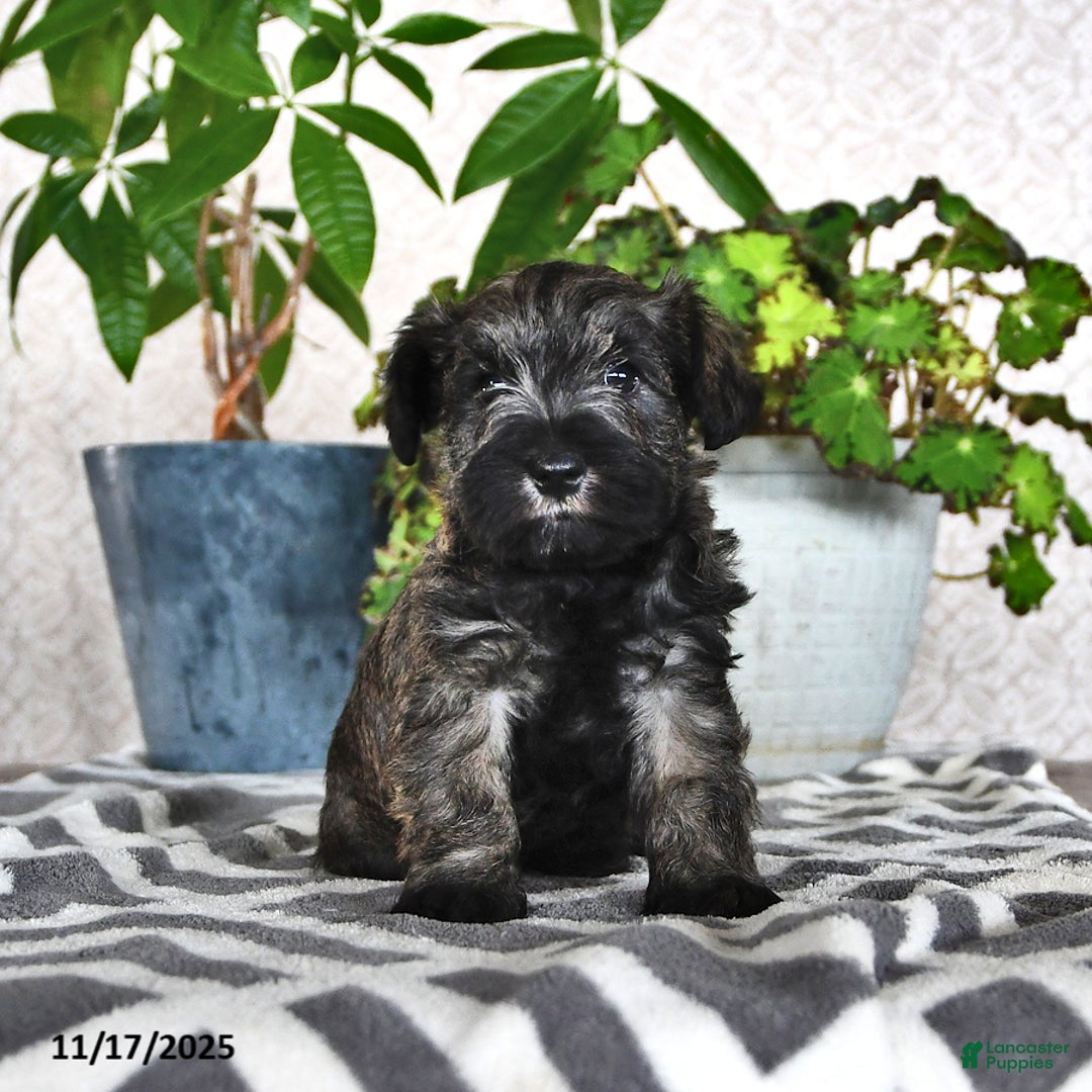 Miniature Schnauzer dogs for sale: Derek - Ad 2