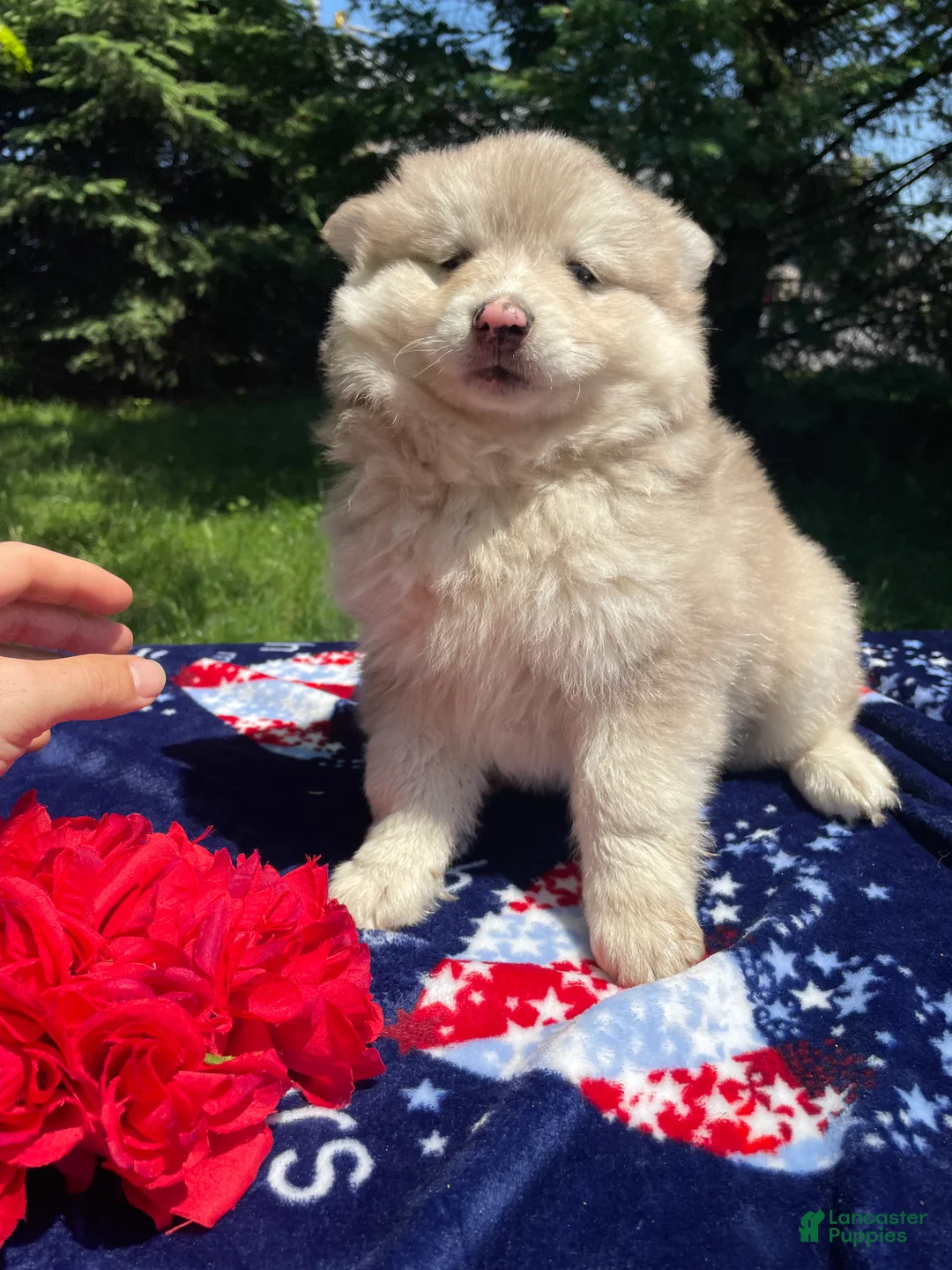 Pomsky dogs for sale: Baron - Ad 2