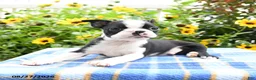 Boston Terrier dogs for sale: Rascal - Ad 5