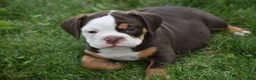 Beabull dogs for sale: Echo - Ad 6