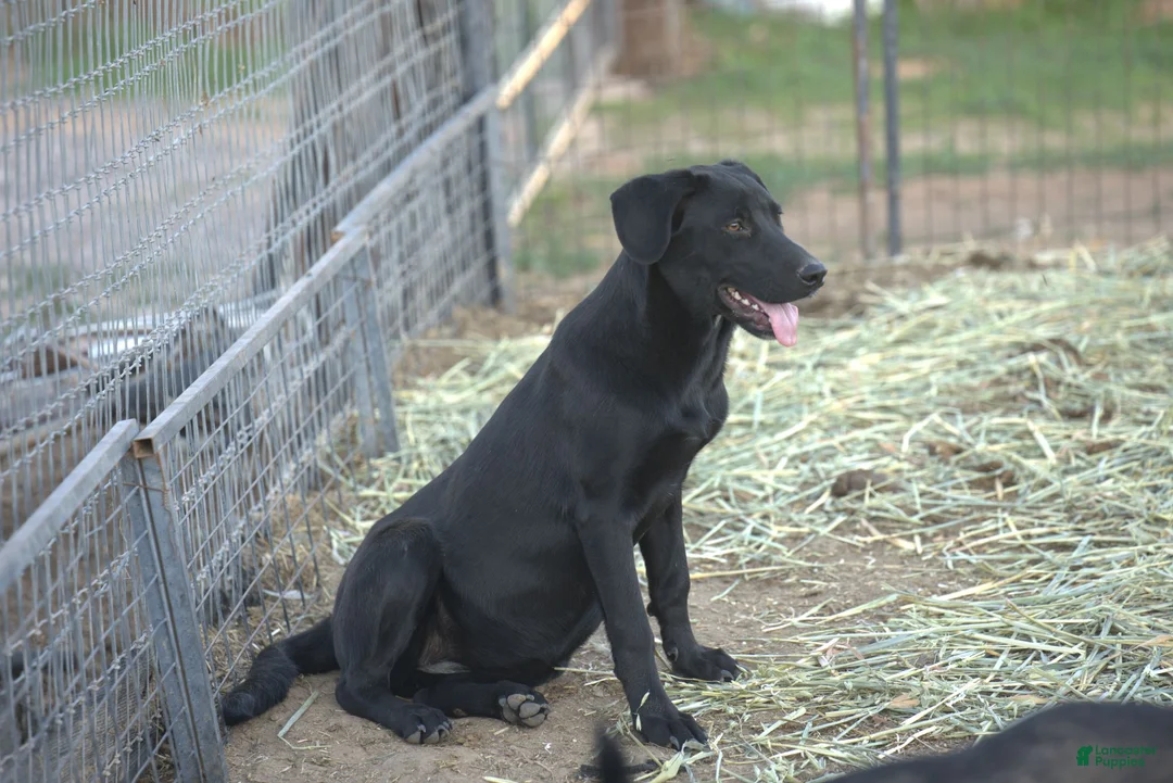 Mixed Breed dogs for sale: Jet Tiscar Farm Dog - Ad 33