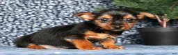 Yorkshire Terrier dogs for sale: Kane - Ad 3