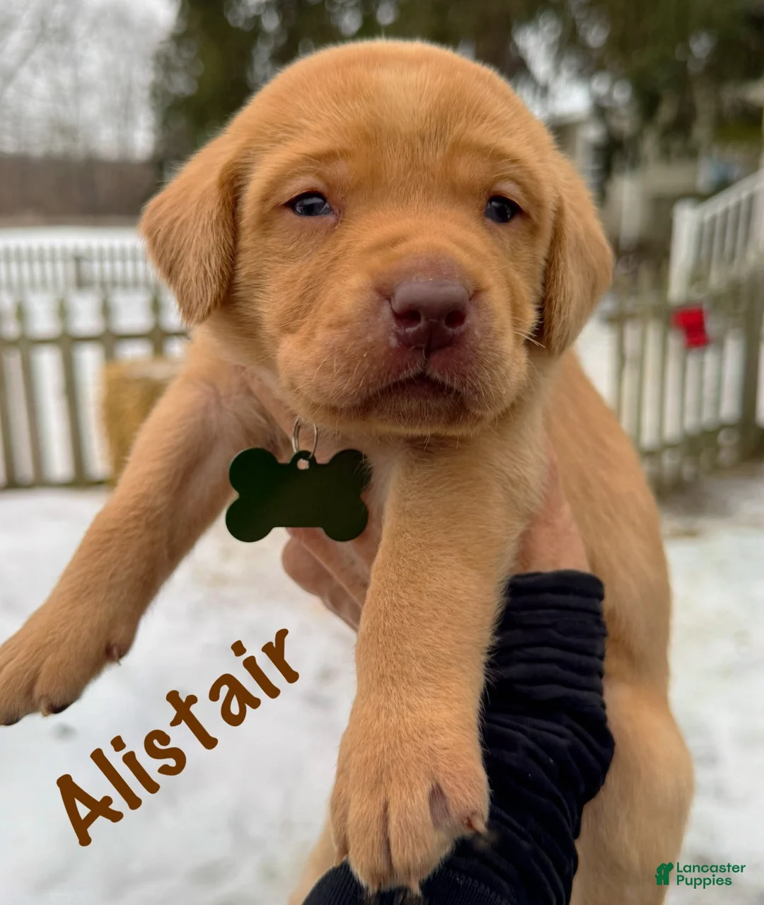 Lakeland Terrier dogs for sale: Labrador retriever - Ad 26