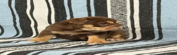 English Bulldog dogs for sale: Junie - Ad 5