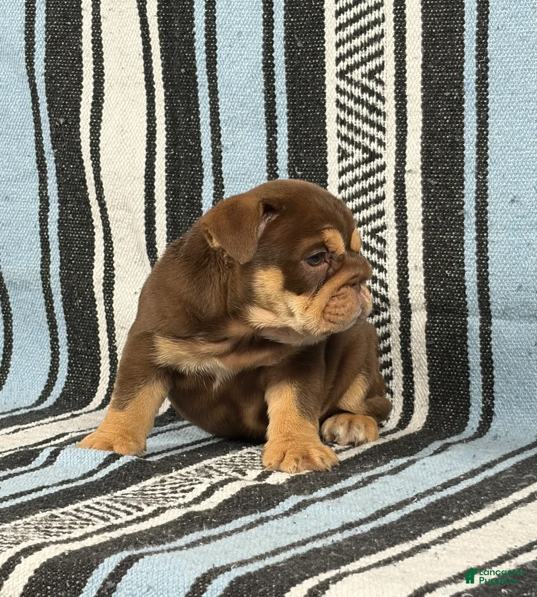 English Bulldog dogs for sale: Junie - Ad 5